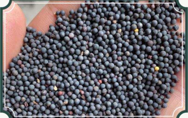 品質(zhì)優(yōu)勢